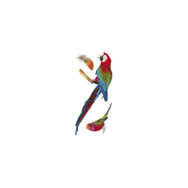 seconda grafica prodotto vetrofanie pappagalli