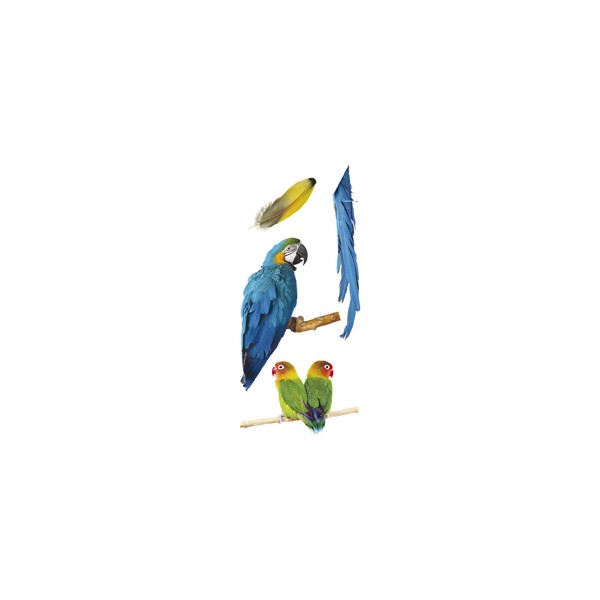 grafica prodotto vetrofanie pappagalli