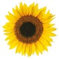 seconda grafica prodotto adesivo murale girasoli