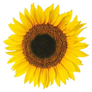 seconda grafica prodotto adesivo murale girasoli