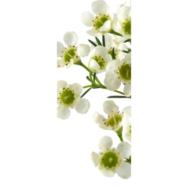 grafica prodotto rivestimento per porta mandorlo