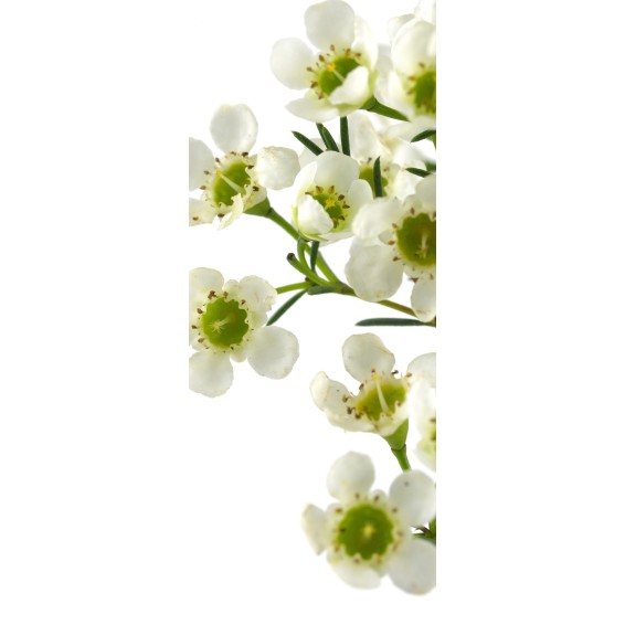 grafica prodotto rivestimento per porta mandorlo