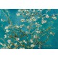 grafica prodotto fotomurale almond blossom 175x125