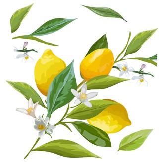 grafica vetrofania lemon branch