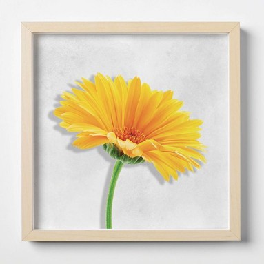 Quadro Plexiglas con cornice MDF - 3DArt - Yellow Dandelion