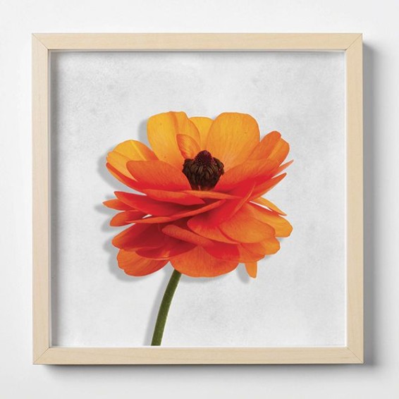 Quadro Plexiglas con cornice MDF - 3DArt - Orange Buttercup