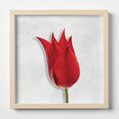 Quadro Plexiglas con cornice MDF - 3DArt - Red Tulips