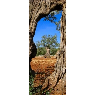 grafica prodotto rivestimento per porta ulivo