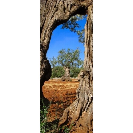 grafica prodotto rivestimento per porta ulivo