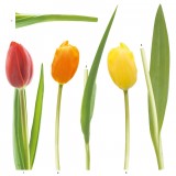 grafica prodotto adesivo murale tulipani