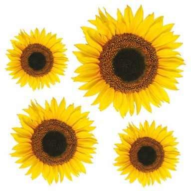 grafica prodotto adesivo murale girasoli